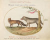 A Red Fox and a Wolf (1575-1590)