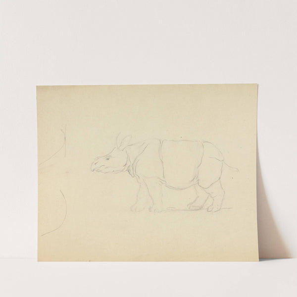 A Rhinoceros by James Sowerby