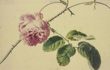 A rose