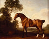 A Saddled Bay Hunter 