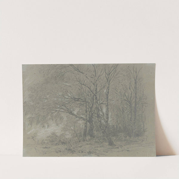 A sapling birch grove by Jakob Maurer