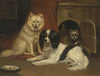A Sheepdog, a King Charles Spaniel, and a Terrier