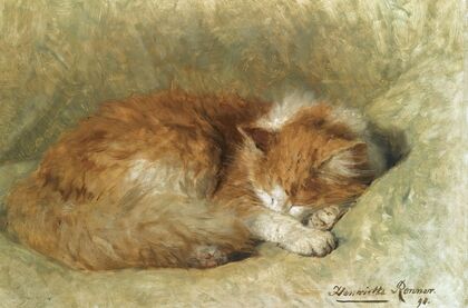 A sleeping cat