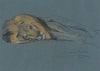 A sleeping lion