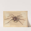 A Spider by Jan Vincentsz van der Vinne