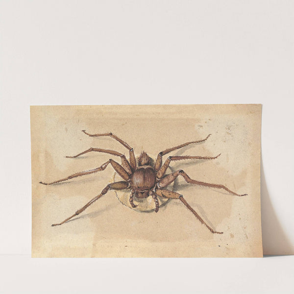 A Spider by Jan Vincentsz van der Vinne