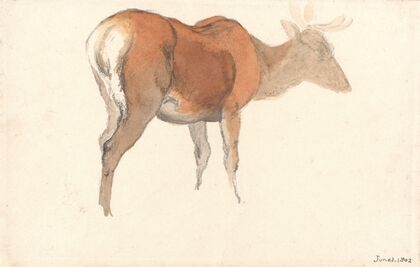 A Stag (1802)