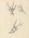 A Stag’s Head; three studies