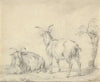 A Standing and a Lying Goat Near a Small Tree