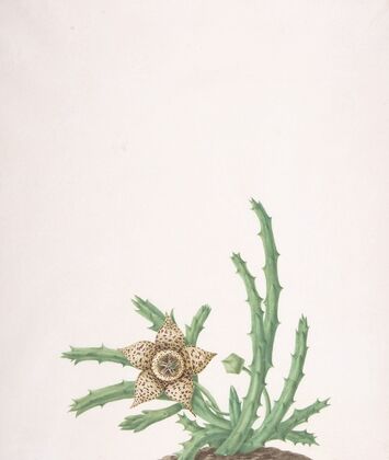 A Stapelia Variegata