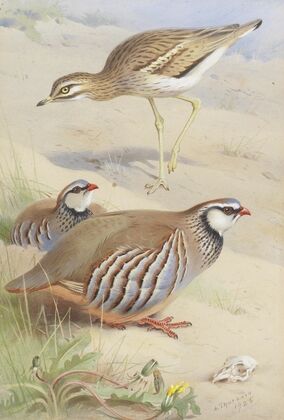 A Stone Curlew And A Pair Of French Partridge