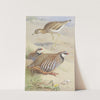 A Stone Curlew And A Pair Of French Partridge by Archibald Thorburn