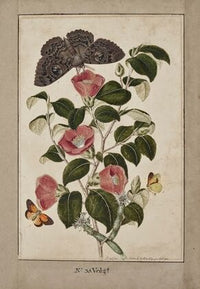 A Study of Camelia Japonica (Japanese Rose), Euphorbia caput medusa (Medusa’s Head Spurge), with PhalÃ¦na Merops and Papilio Hyale Nar
