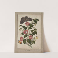 A Study of Camelia Japonica (Japanese Rose), Euphorbia caput medusa (Medusa's Head Spurge), with Phalæna Merops and Papilio Hyale Nar by Thomas Robins The Younger