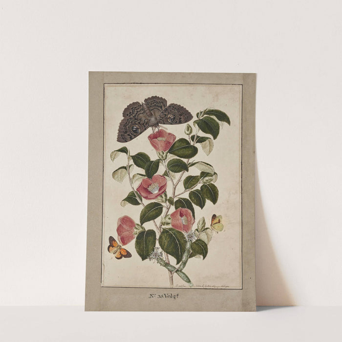 A Study of Camelia Japonica (Japanese Rose), Euphorbia caput medusa (Medusa's Head Spurge), with Phalæna Merops and Papilio Hyale Nar by Thomas Robins The Younger