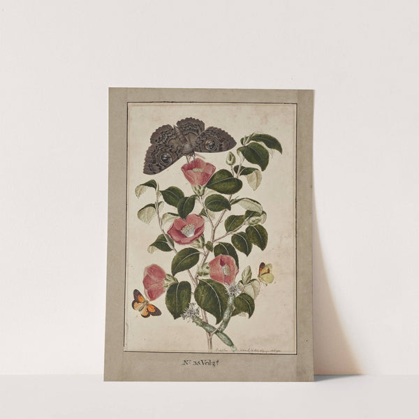 A Study of Camelia Japonica (Japanese Rose), Euphorbia caput medusa (Medusa&#039;s Head Spurge), with Phalæna Merops and Papilio Hyale Nar by Thomas Robins The Younger
