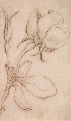 A Study of Pinks and Roses 2
