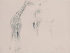 A study of two giraffes