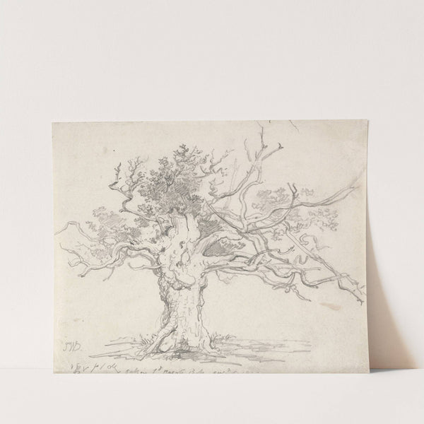 A Stunted Oak by James Ward