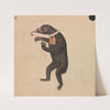 A Sun-Bear by James Sowerby