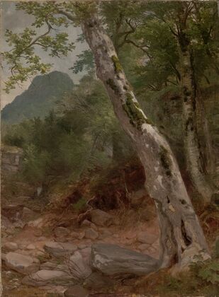 A Sycamore Tree, Plaaterkill Clove (The Sycamore, Kaaterskill Clove)
