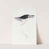 A synopsis of the birds of Australia, and the adjacent Islands Pl.02 by Elizabeth Gould