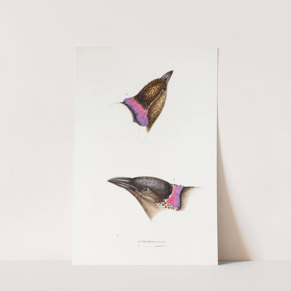 A synopsis of the birds of Australia, and the adjacent Islands Pl.06 by Elizabeth Gould