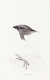 A synopsis of the birds of Australia, and the adjacent Islands Pl.09