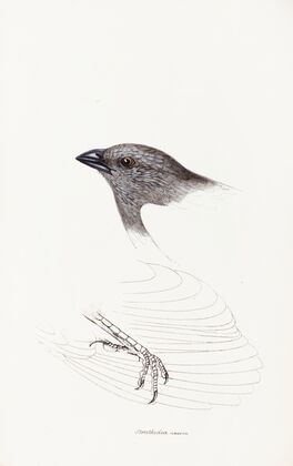 A synopsis of the birds of Australia, and the adjacent Islands Pl.09