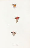 A synopsis of the birds of Australia, and the adjacent Islands Pl.10