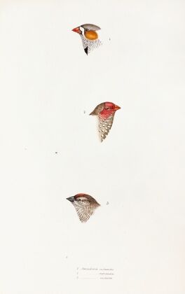 A synopsis of the birds of Australia, and the adjacent Islands Pl.10