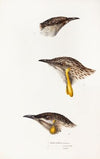 A synopsis of the birds of Australia, and the adjacent Islands Pl.14