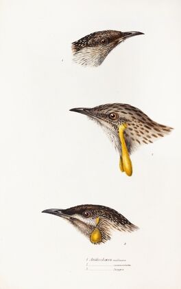 A synopsis of the birds of Australia, and the adjacent Islands Pl.14