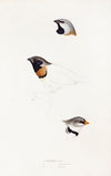 A synopsis of the birds of Australia, and the adjacent Islands Pl.21