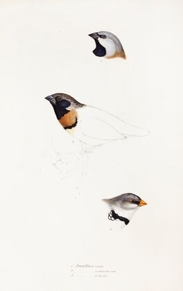 A synopsis of the birds of Australia, and the adjacent Islands Pl.21
