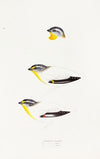 A synopsis of the birds of Australia, and the adjacent Islands Pl.22
