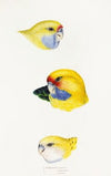 A synopsis of the birds of Australia, and the adjacent Islands Pl.23