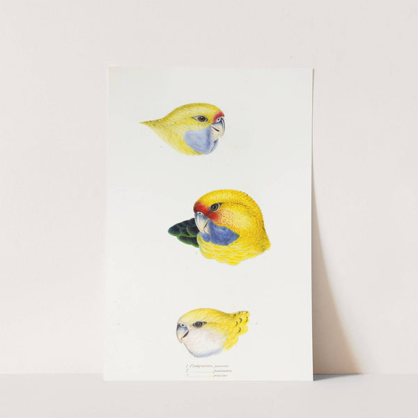 A synopsis of the birds of Australia, and the adjacent Islands Pl.23 by Elizabeth Gould