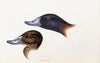 A synopsis of the birds of Australia, and the adjacent Islands Pl.36