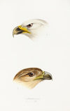A synopsis of the birds of Australia, and the adjacent Islands Pl.40