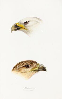 A synopsis of the birds of Australia, and the adjacent Islands Pl.40