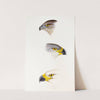 A synopsis of the birds of Australia, and the adjacent Islands Pl.44 by Elizabeth Gould