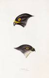 A synopsis of the birds of Australia, and the adjacent Islands Pl.45