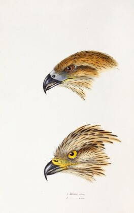 A synopsis of the birds of Australia, and the adjacent Islands Pl.47