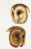 A synopsis of the birds of Australia, and the adjacent Islands Pl.51