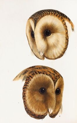 A synopsis of the birds of Australia, and the adjacent Islands Pl.51