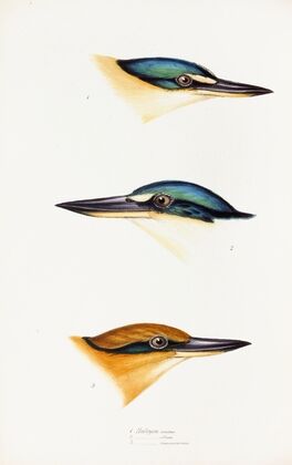 A synopsis of the birds of Australia, and the adjacent Islands Pl.53