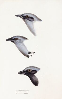 A synopsis of the birds of Australia, and the adjacent Islands Pl.57