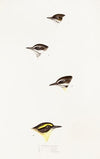 A synopsis of the birds of Australia, and the adjacent Islands Pl.58
