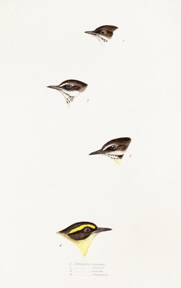 A synopsis of the birds of Australia, and the adjacent Islands Pl.58